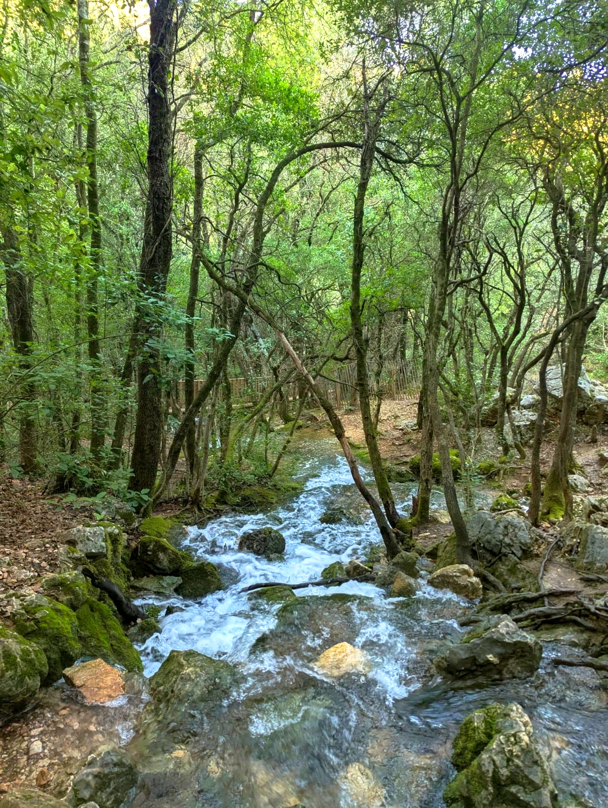 Ruisseau de l'Huveaune dans la forêt de la Sainte-Baume